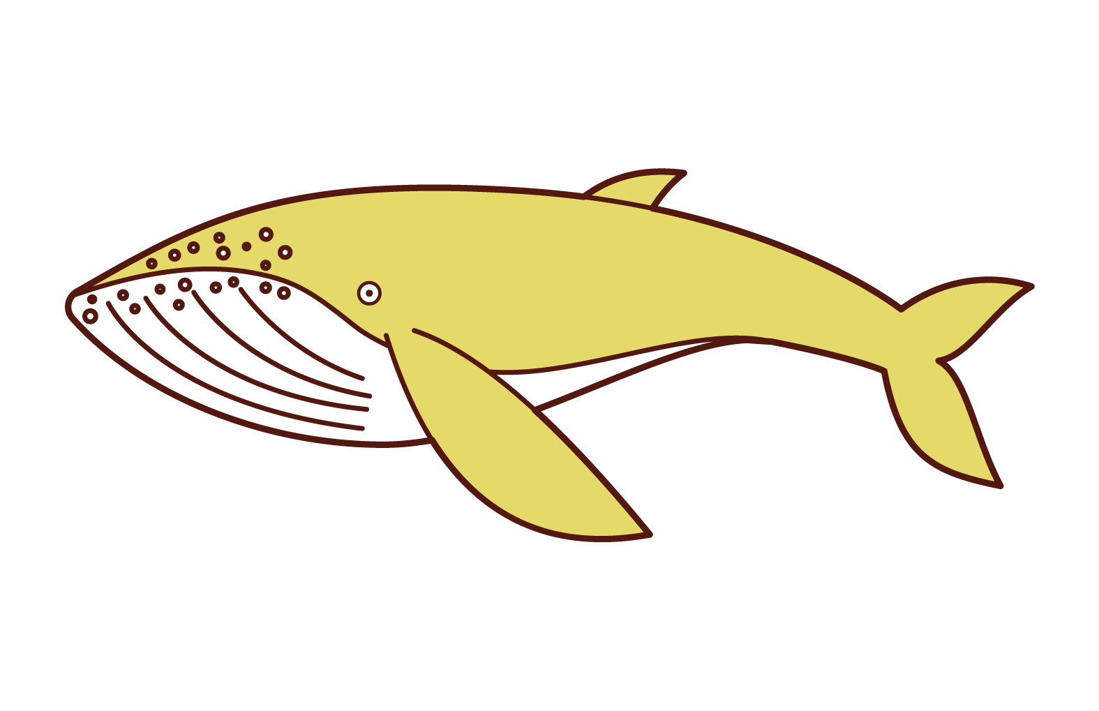 Illustration of humpback whale