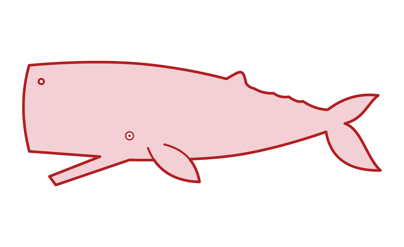 Illustration of the sperm whale