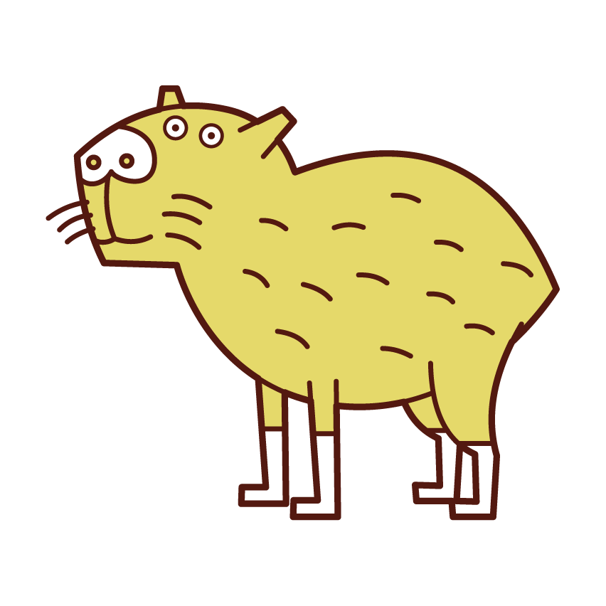 Capybara Illustrations