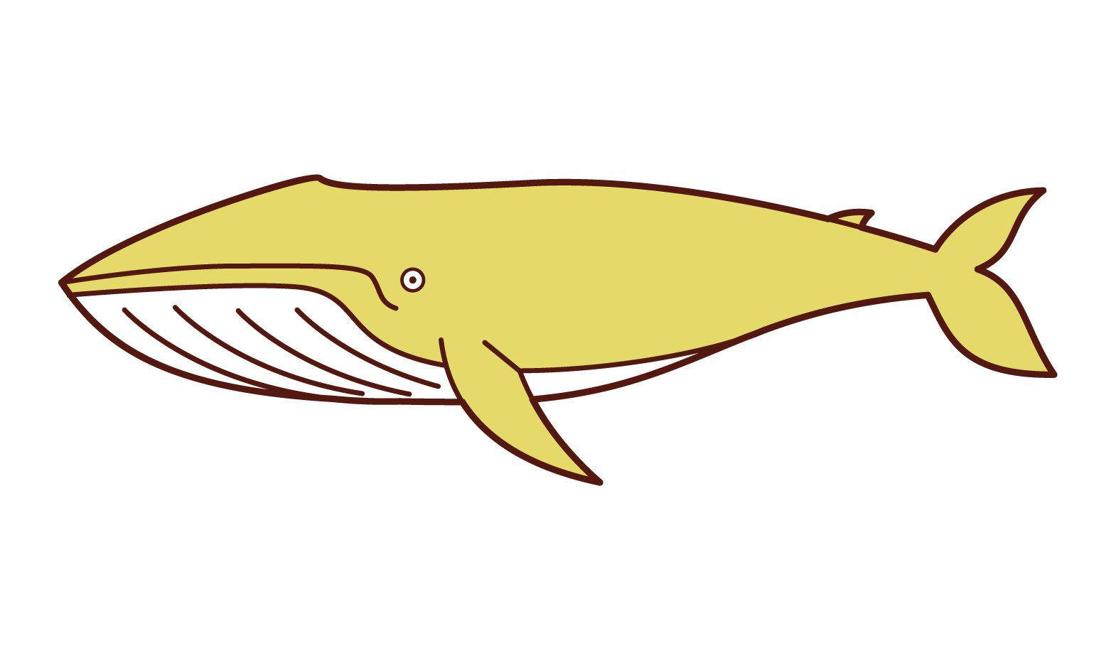 Illustration of a blue whale