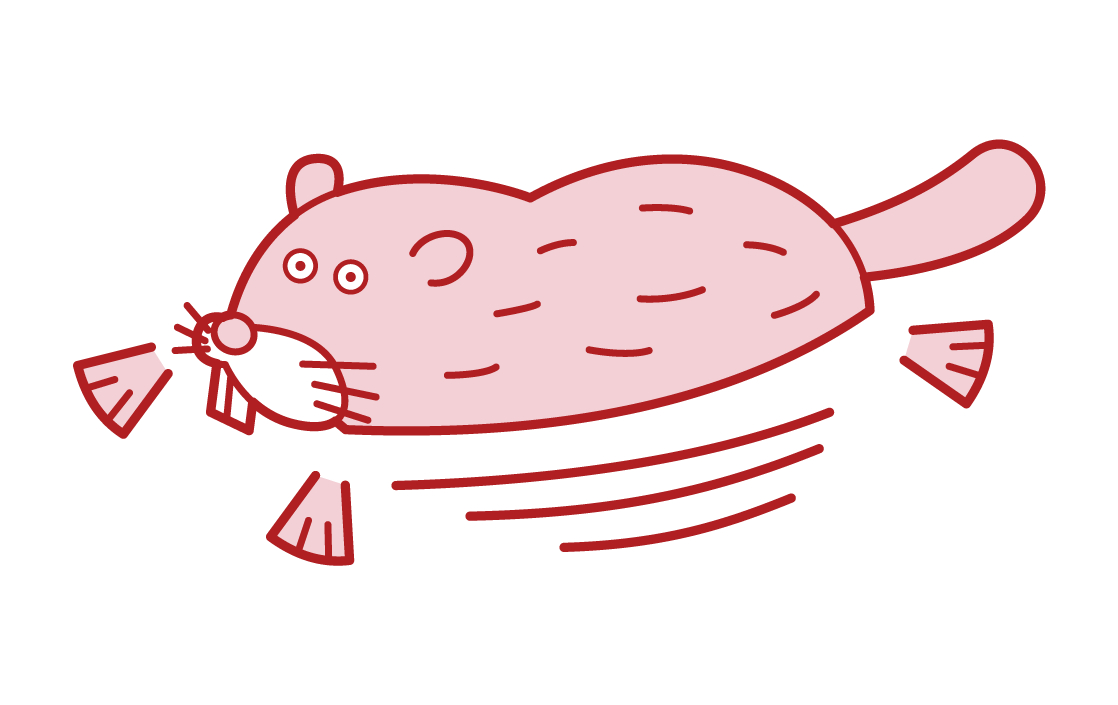 Illustration of a swimming beaver