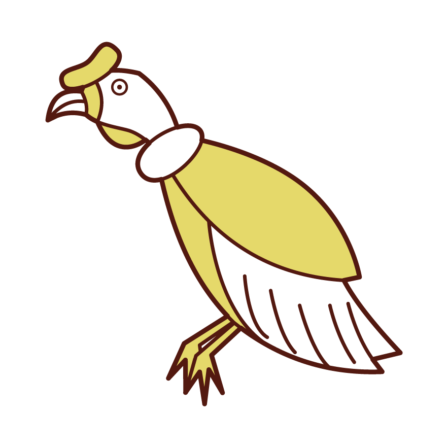Illustration of andean condor