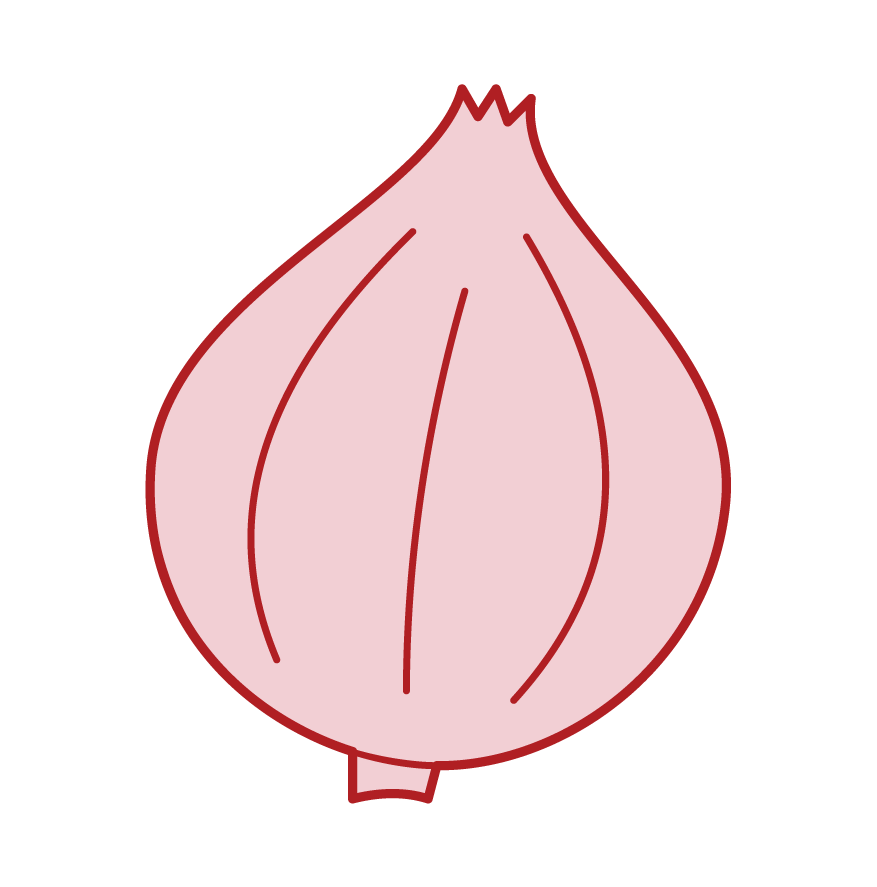 Illustrations of onions