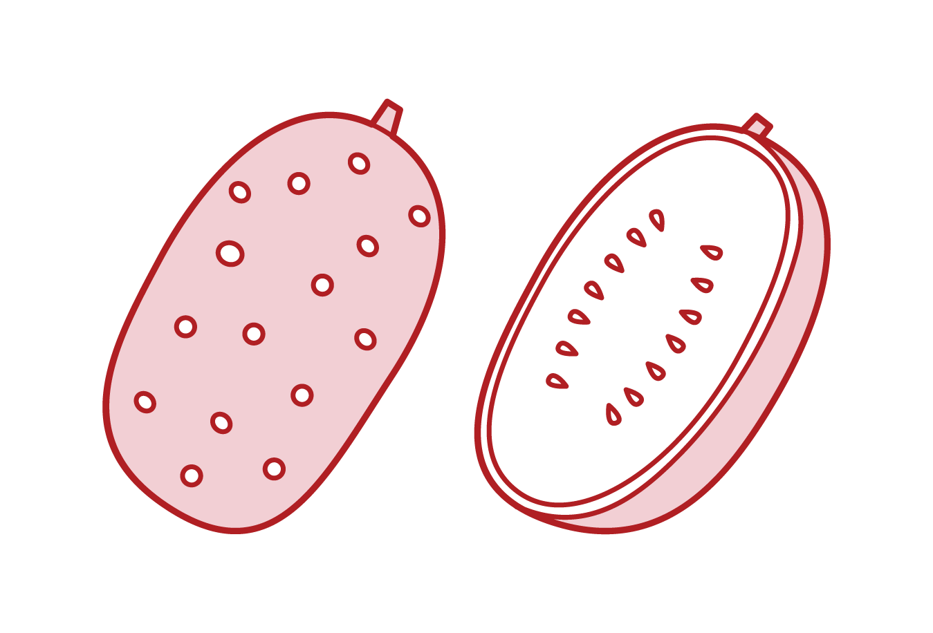Illustration of winter melon