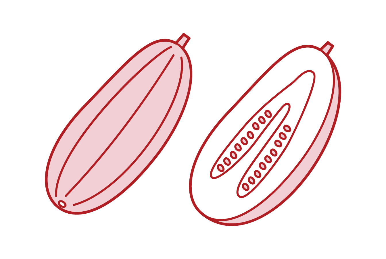 Illustration of the white melon