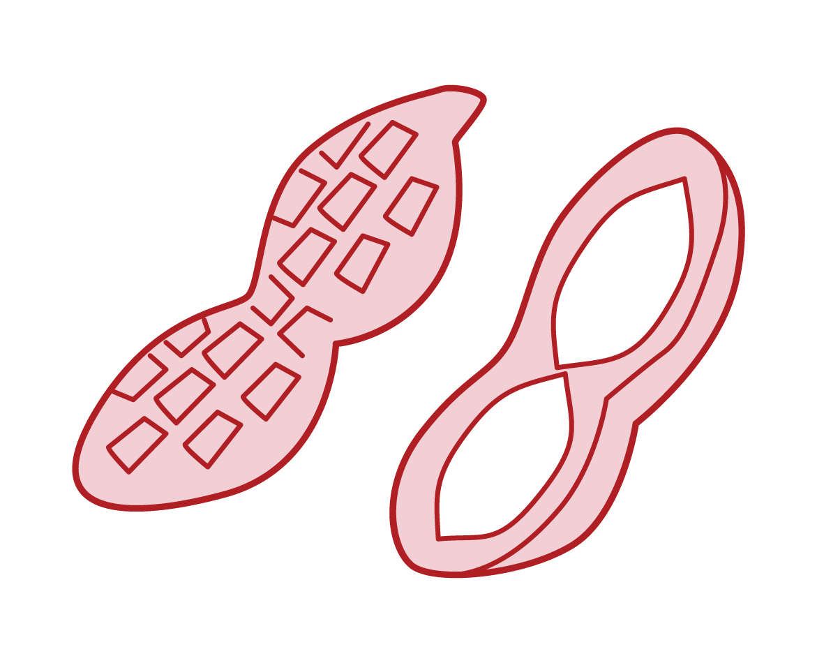 땅콩의 삽화