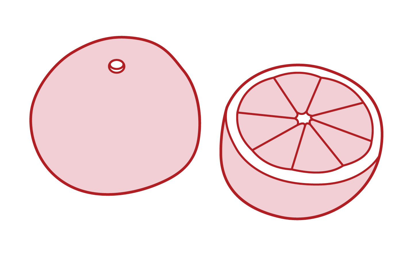 Grapefruit Illustrations