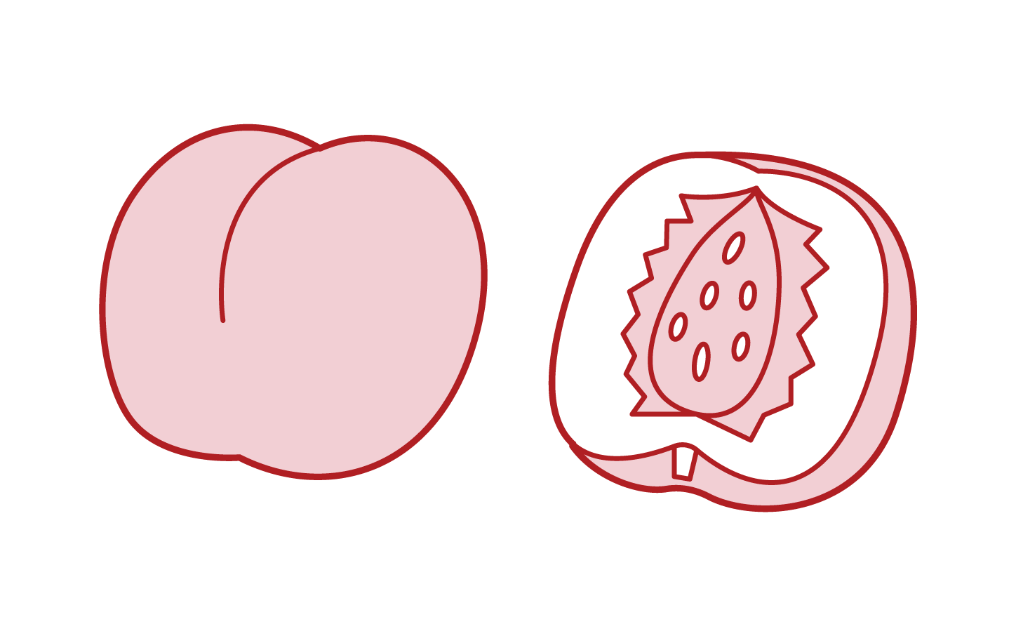 Illustration of nectarine