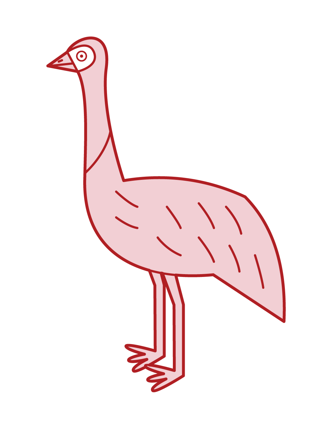 Emu Illustration