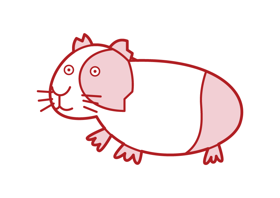 Guinea pig illustration