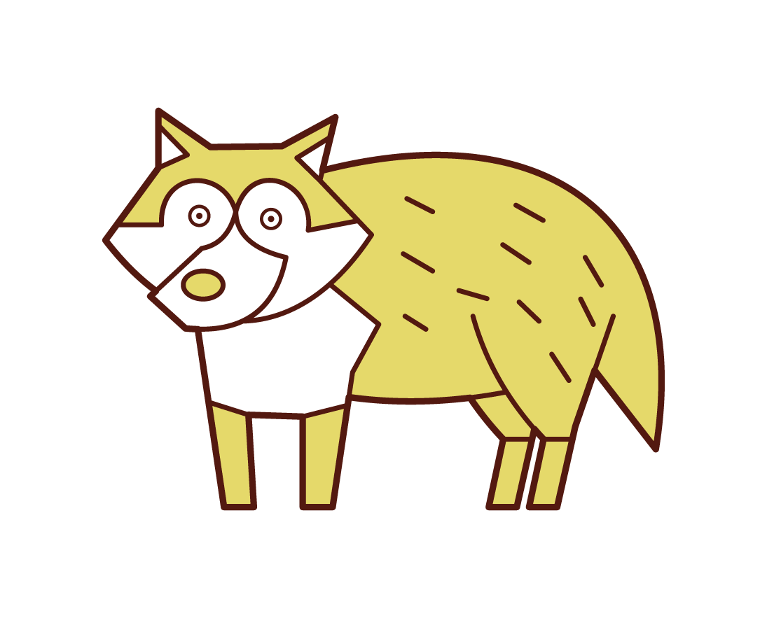 Illustration of raccoon dog