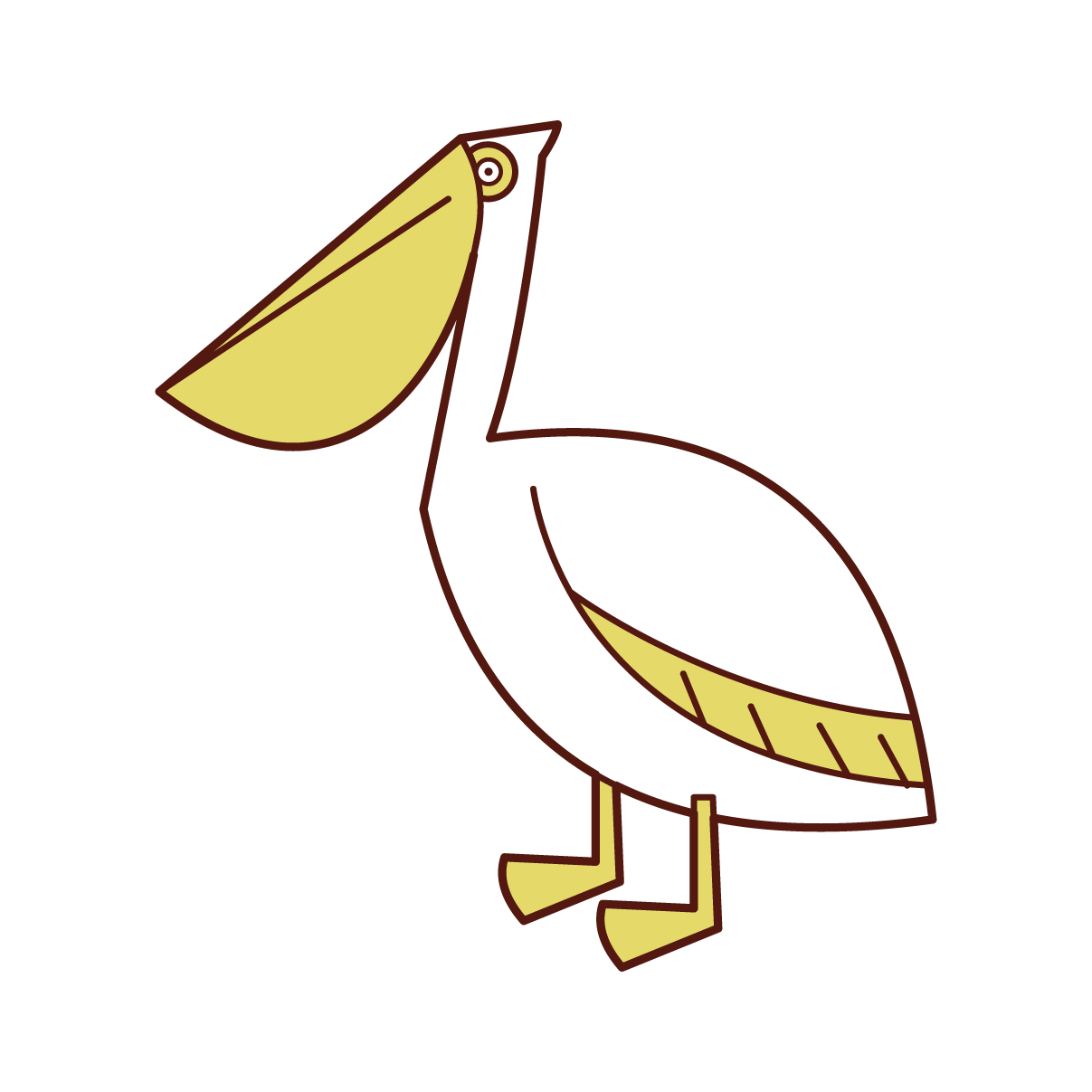 Pelican Illustration
