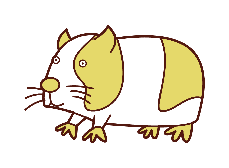 Guinea pig illustration