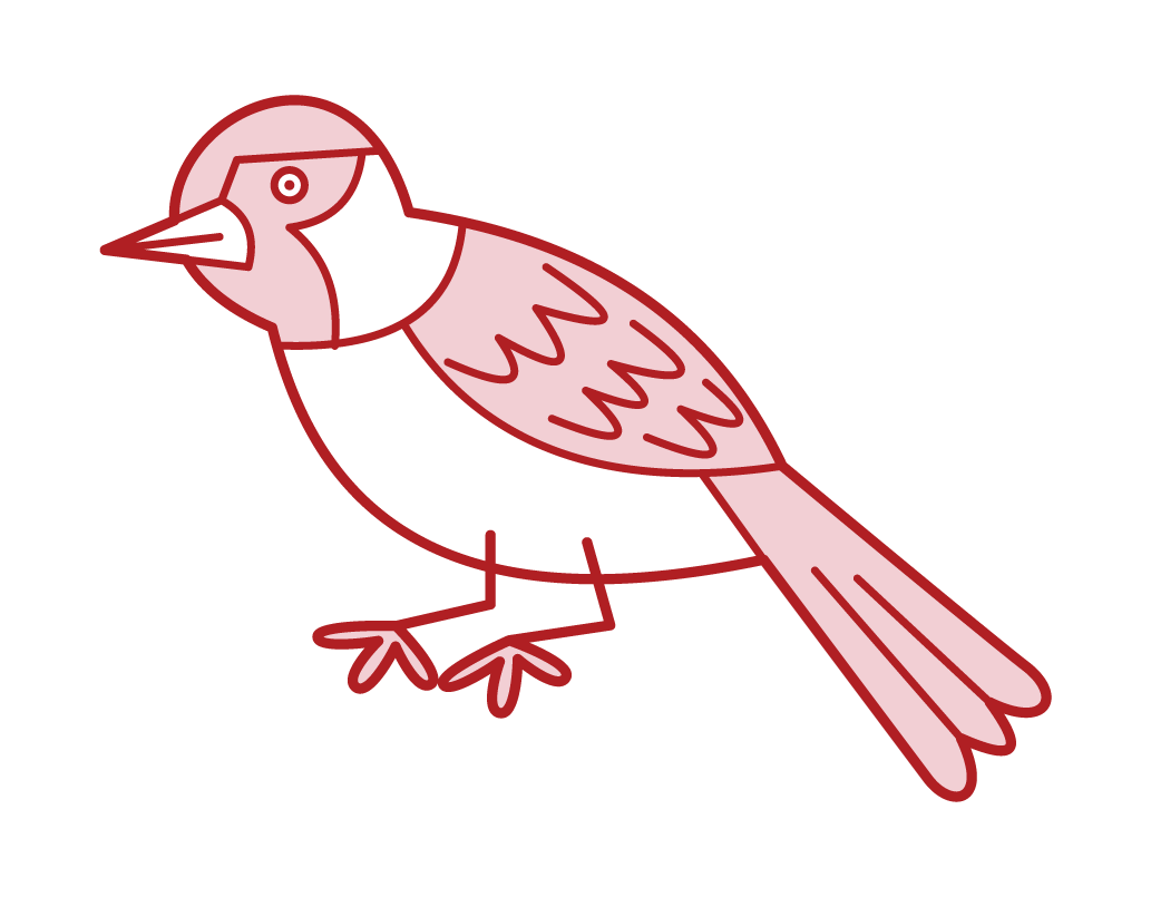 Sparrow Illustration