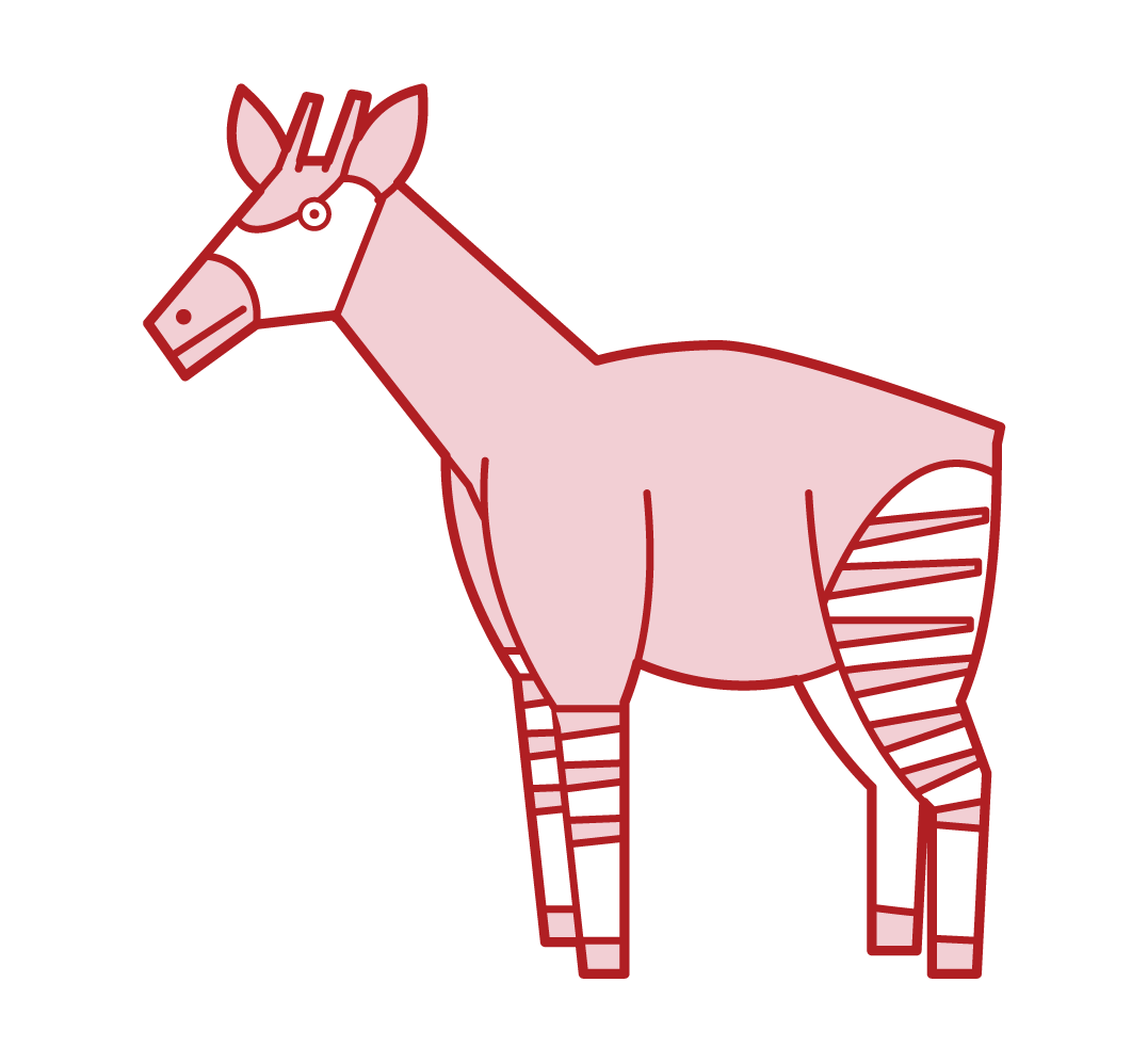 Okapi Illustration