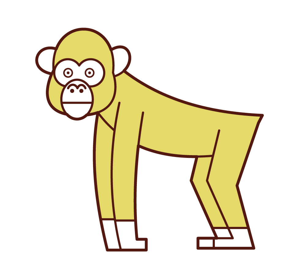 Chimpanzee Illustration