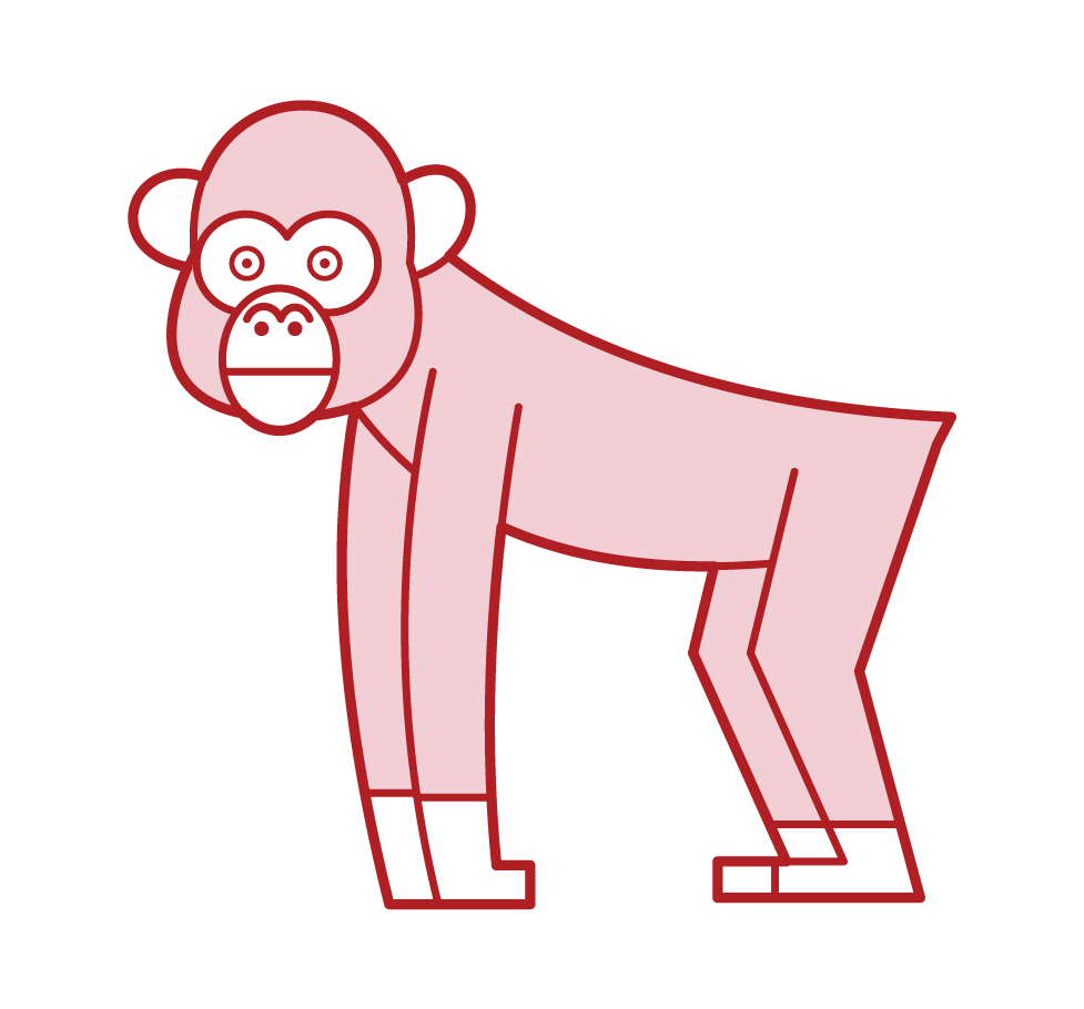 Chimpanzee Illustration
