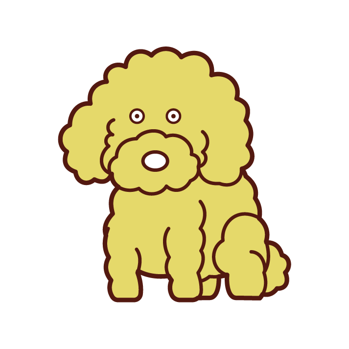 Toy Poodle Illustration