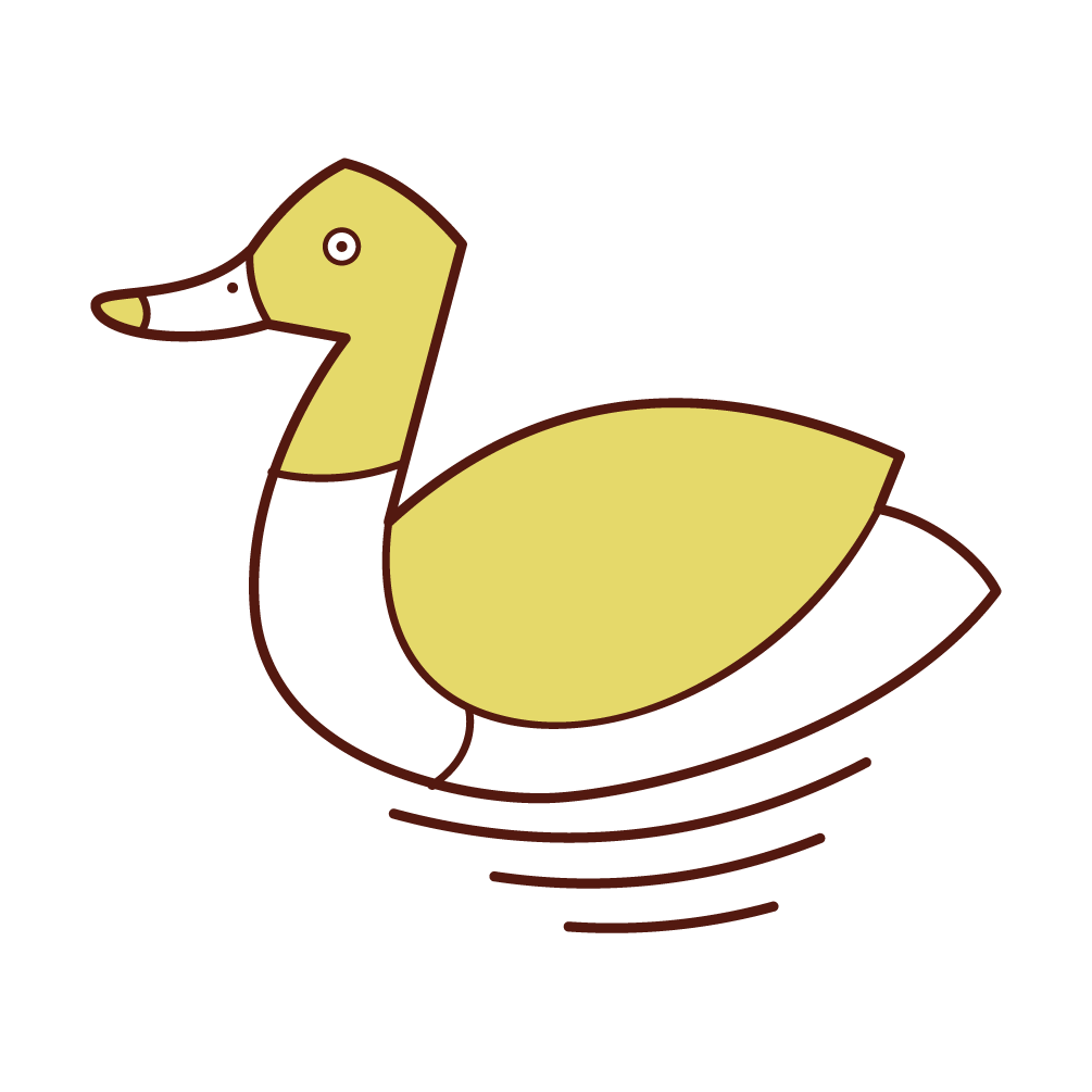 游泳鴨子的插圖