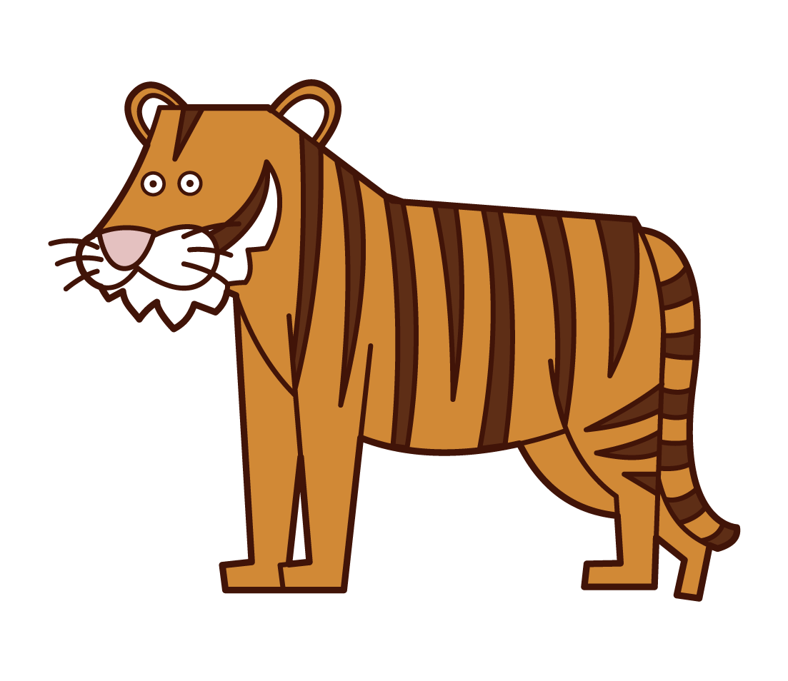 Tiger Illustration