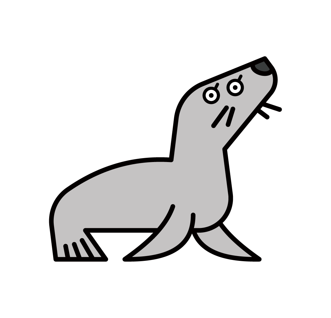 Illustration of sea lion fur seal