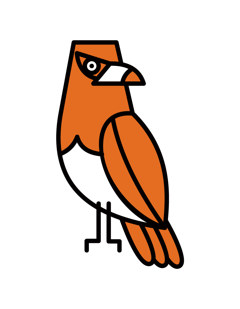 Illustration of a hawk