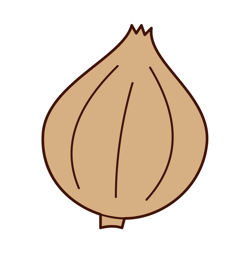 Illustrations of onions
