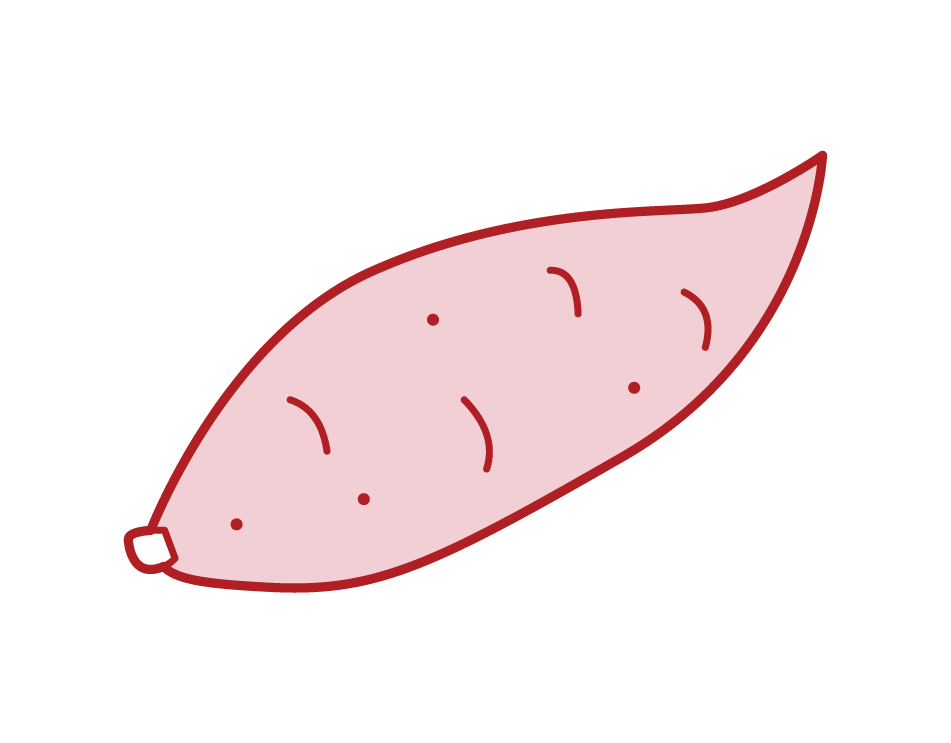 紅薯插圖