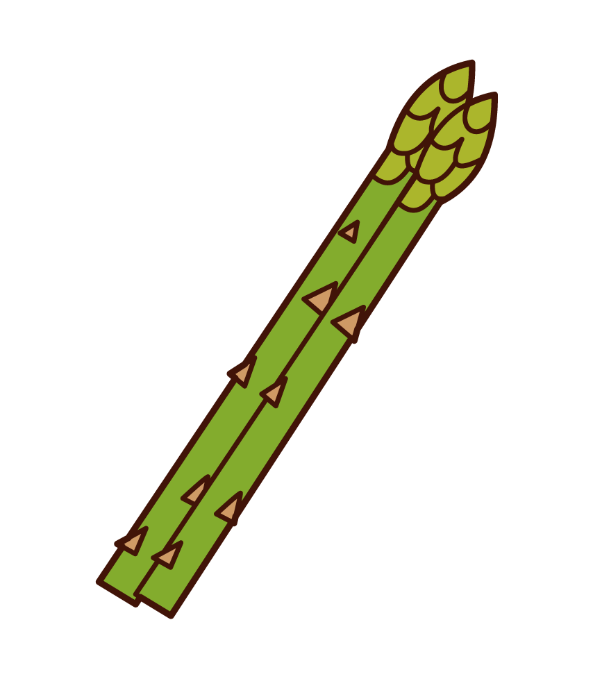 Asparagus Illustrations