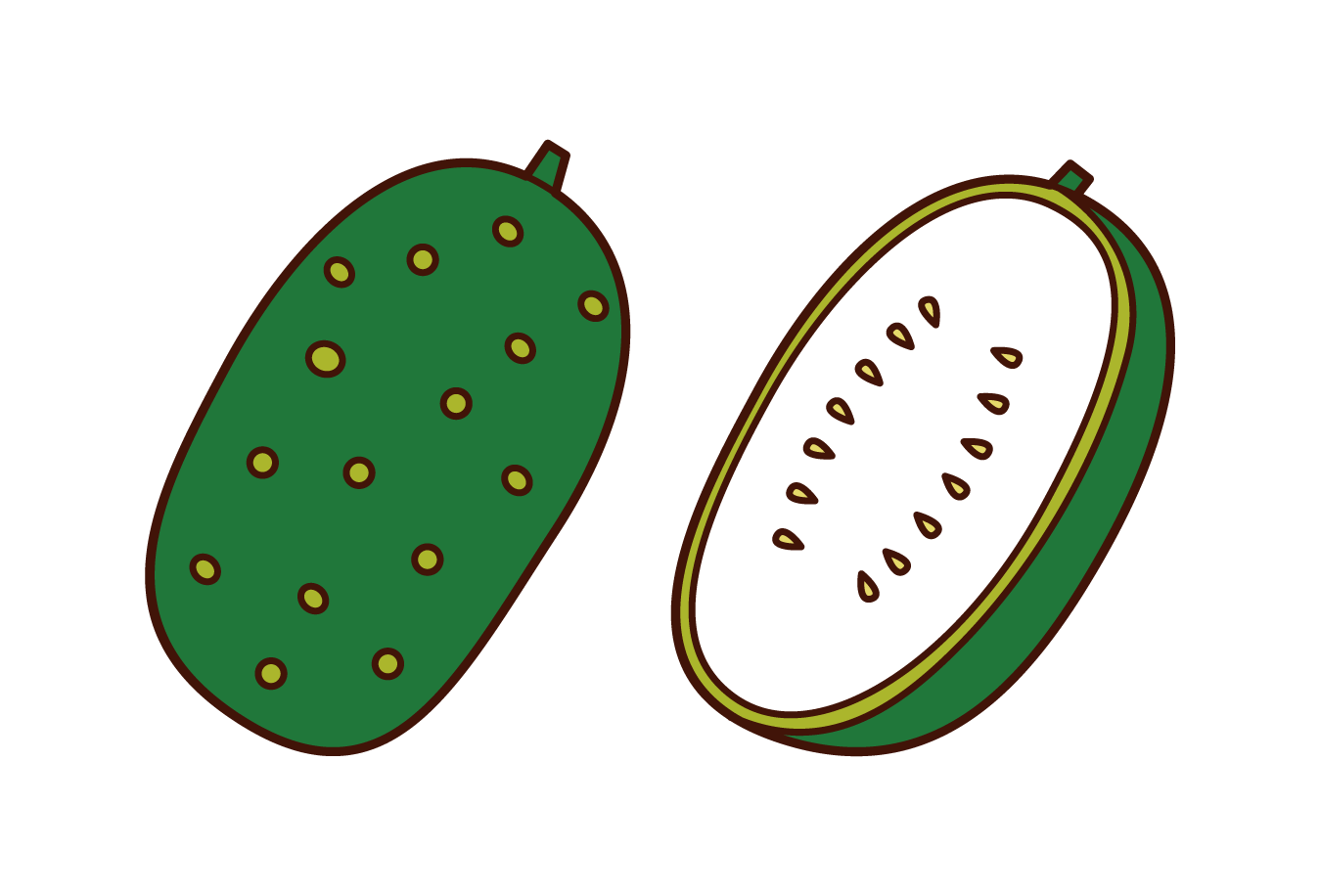 Illustration of winter melon