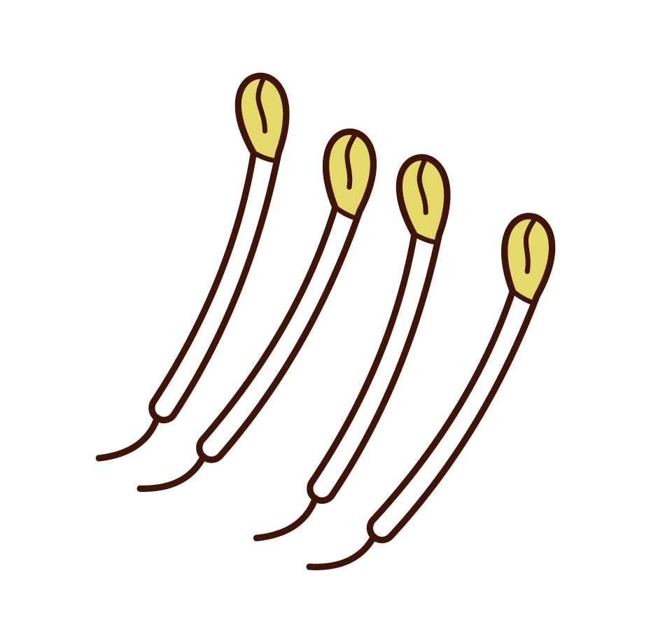 Illustration of kaibe radish