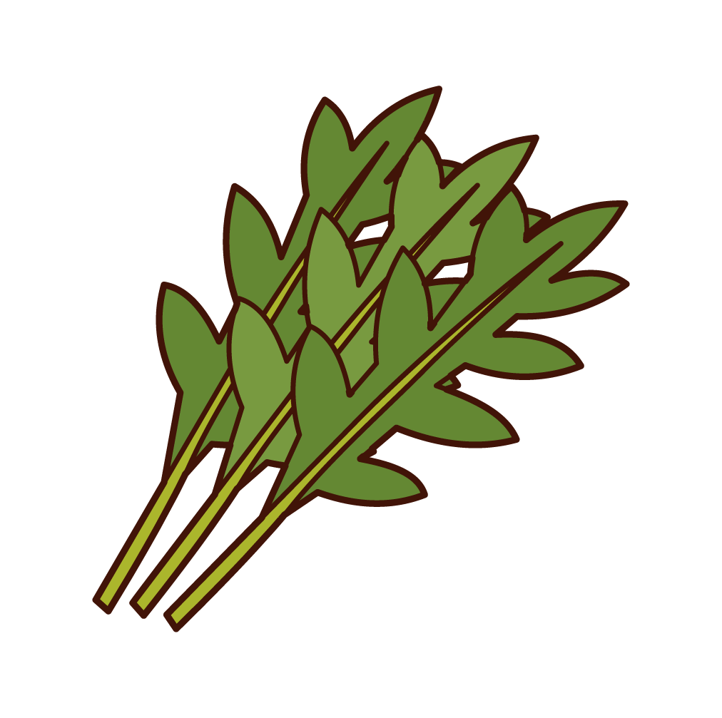 Illustration of chrysanthemums