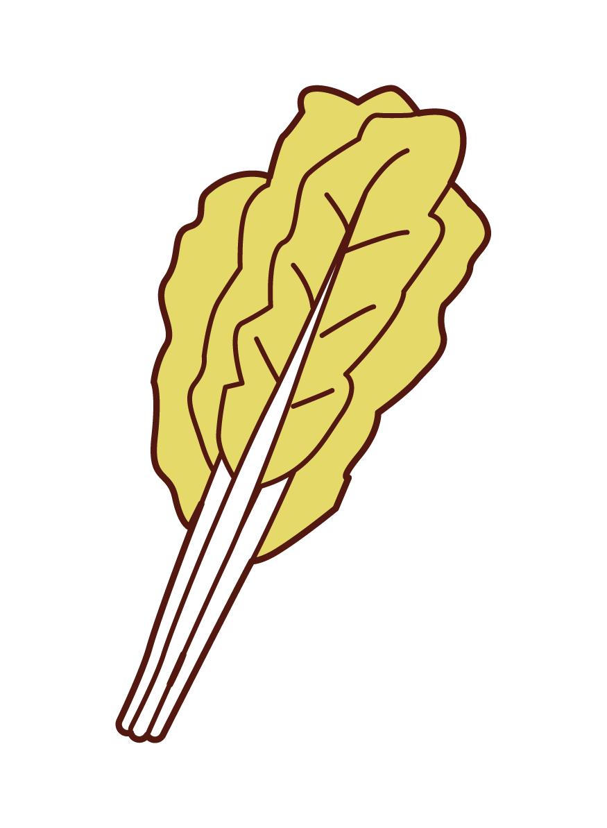野澤菜的插圖