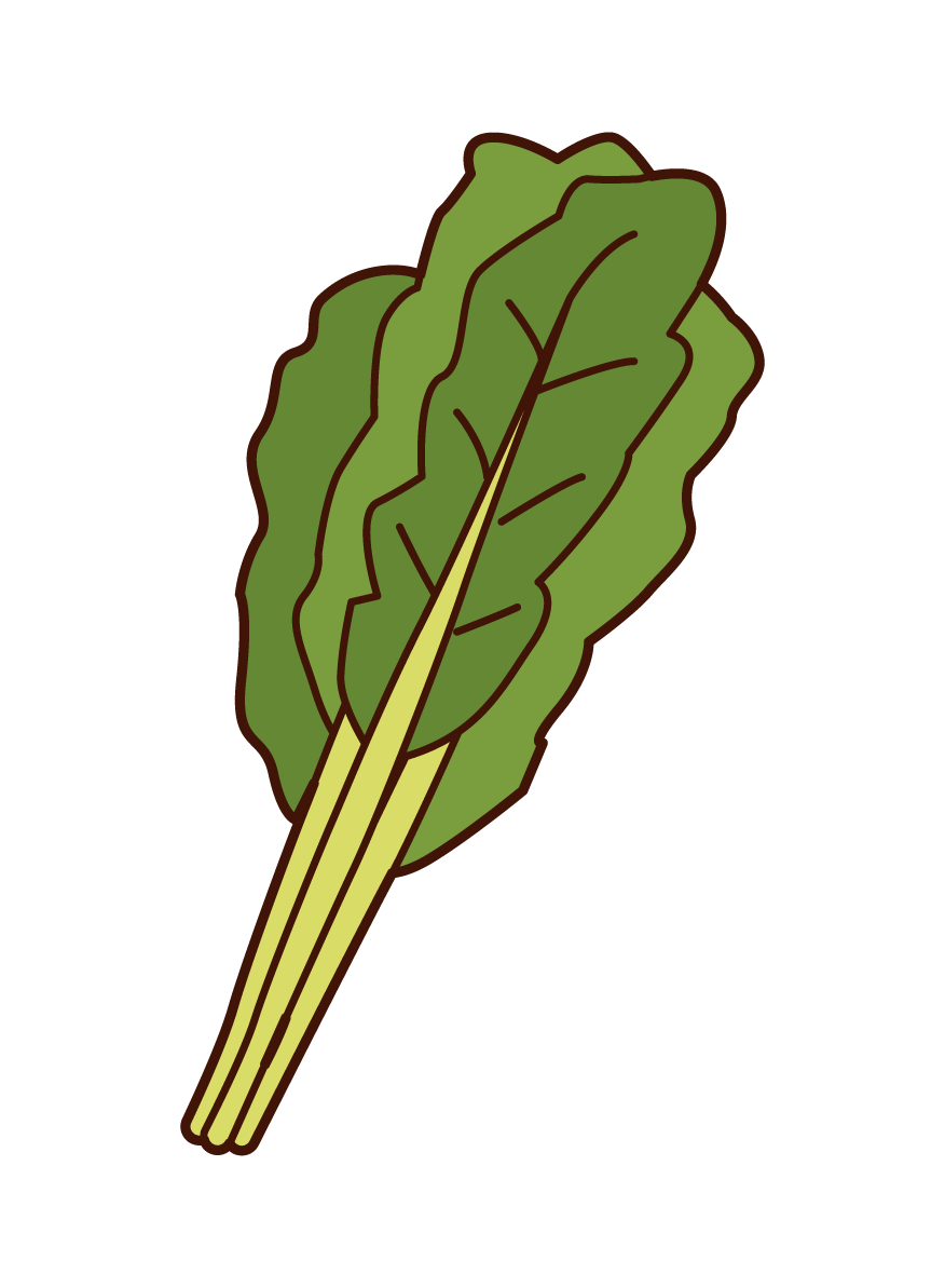 Chinese cabbage illustrations
