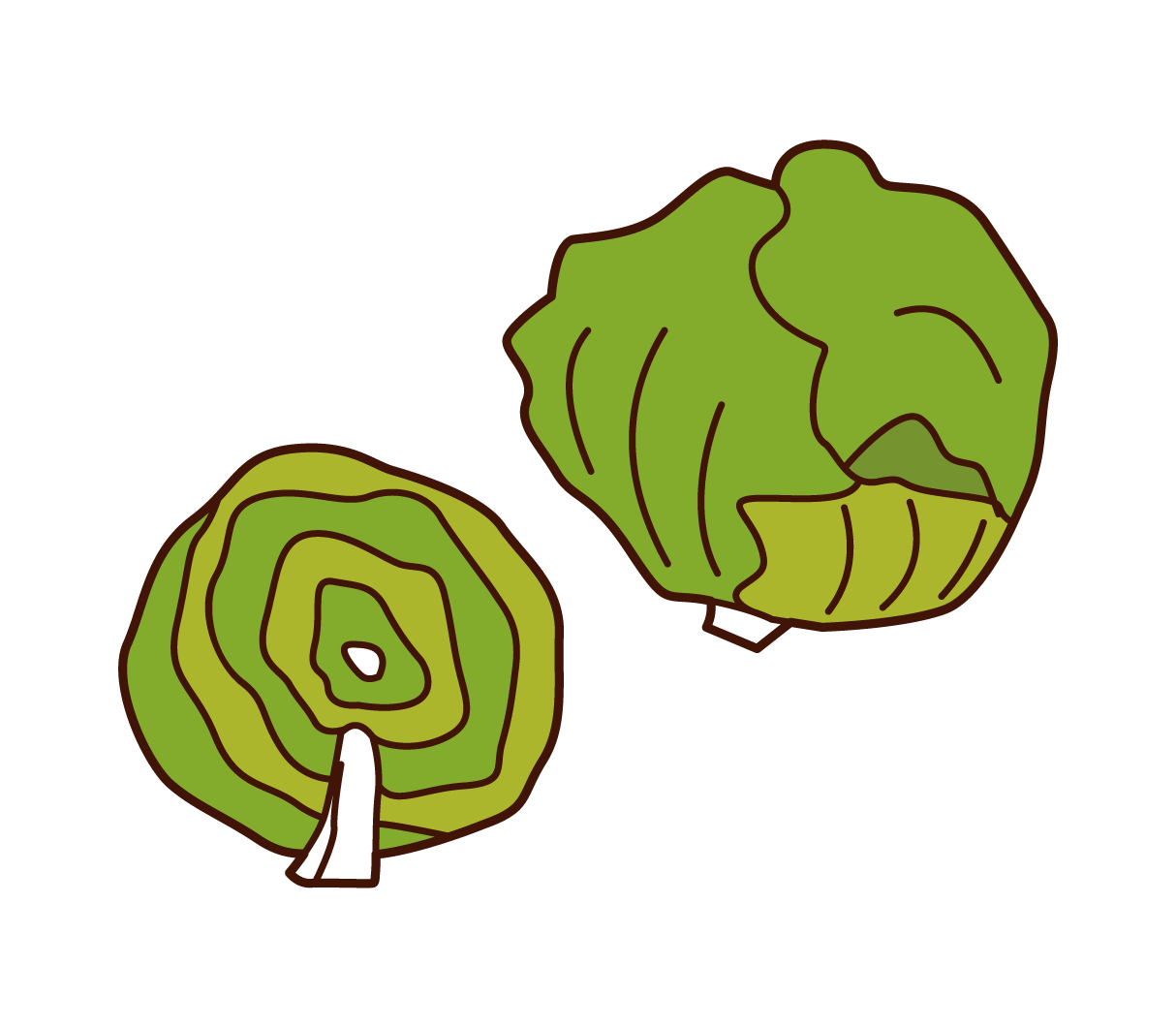Lettuce Illustrations
