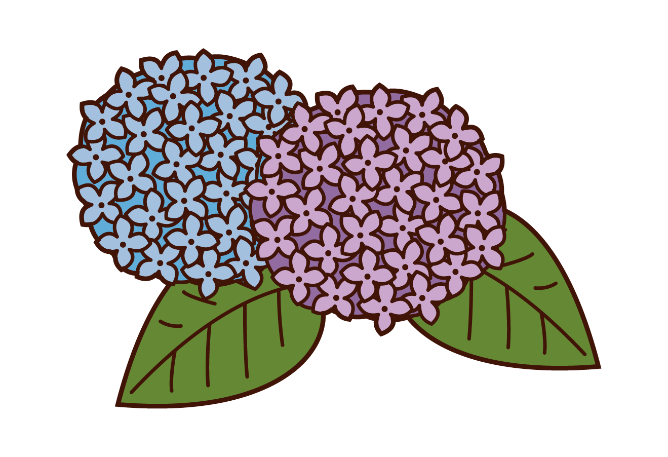 紫陽花插圖