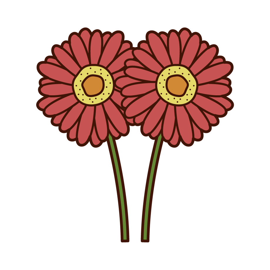 Gerbera Illustrations