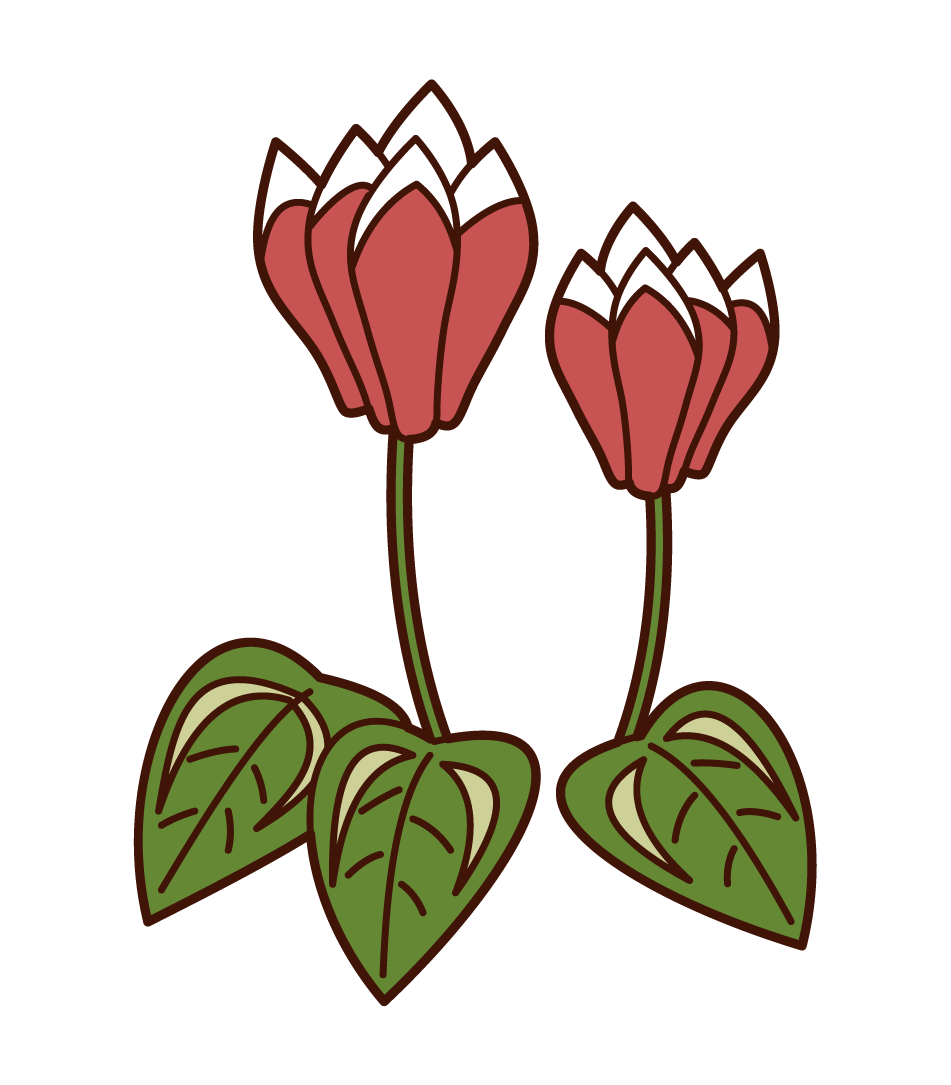 Cyclamen Illustrations