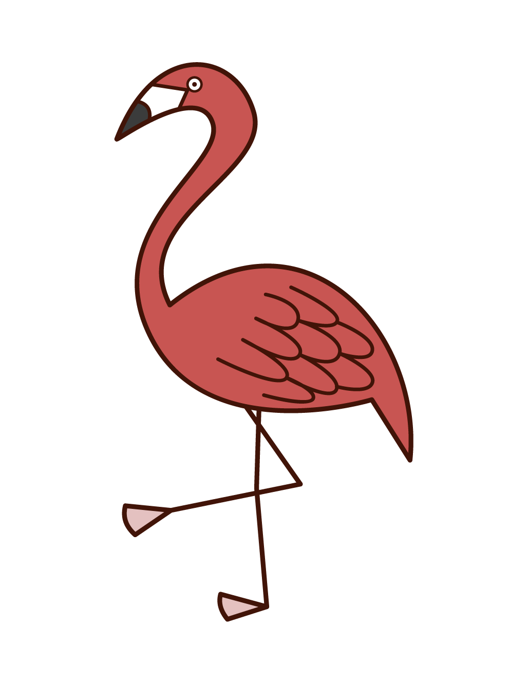 Flamingo Illustration