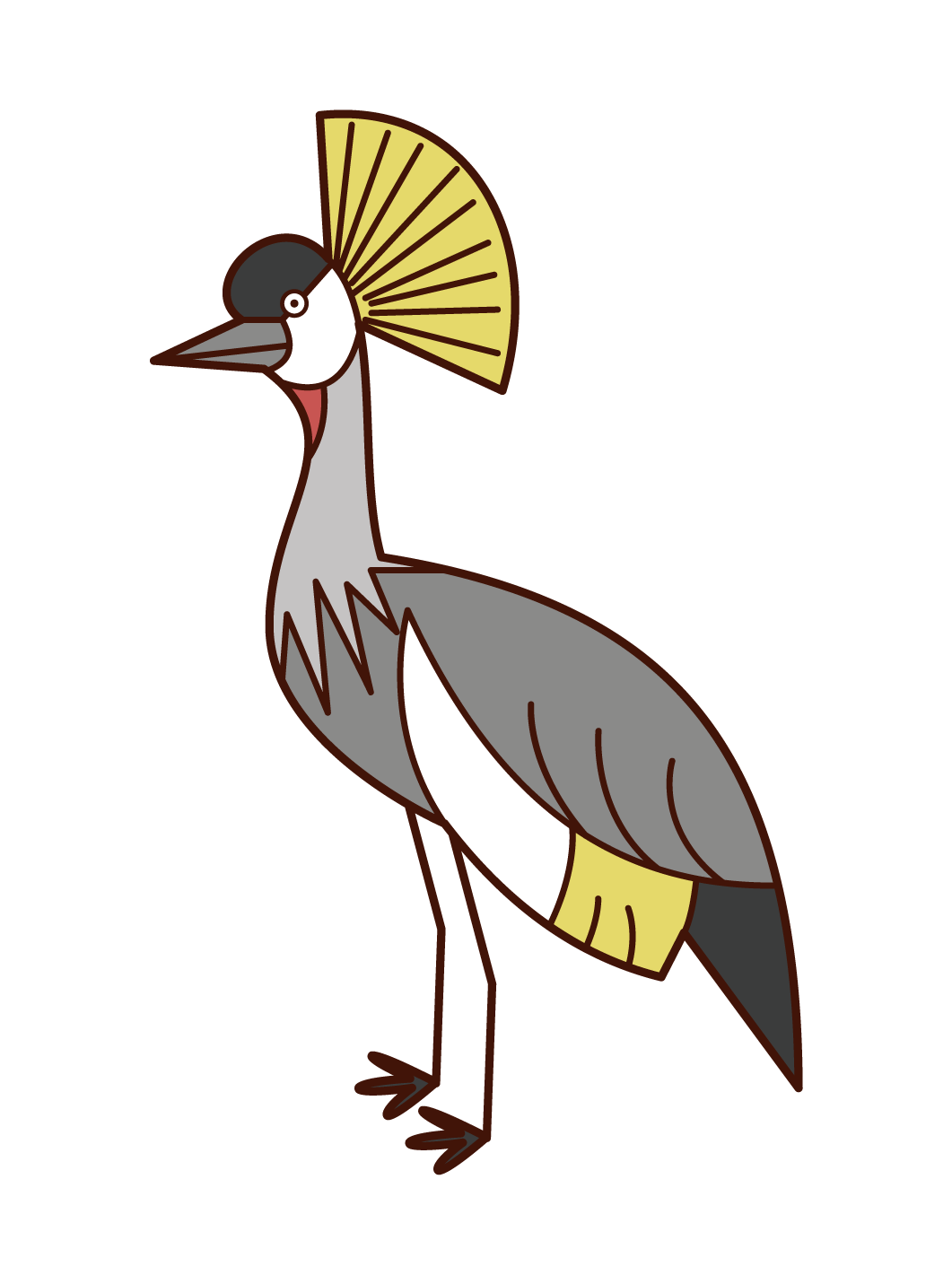 Illustration of white-tailed crane
