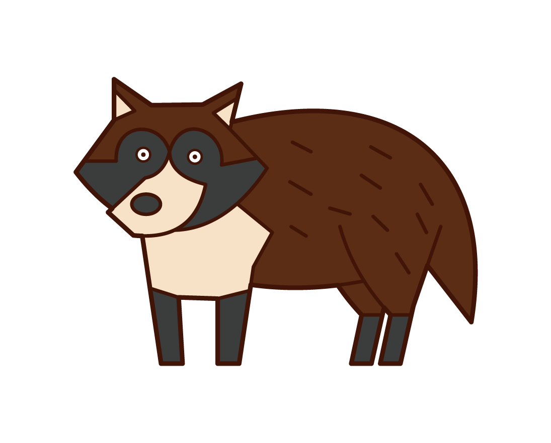 Illustration of raccoon dog