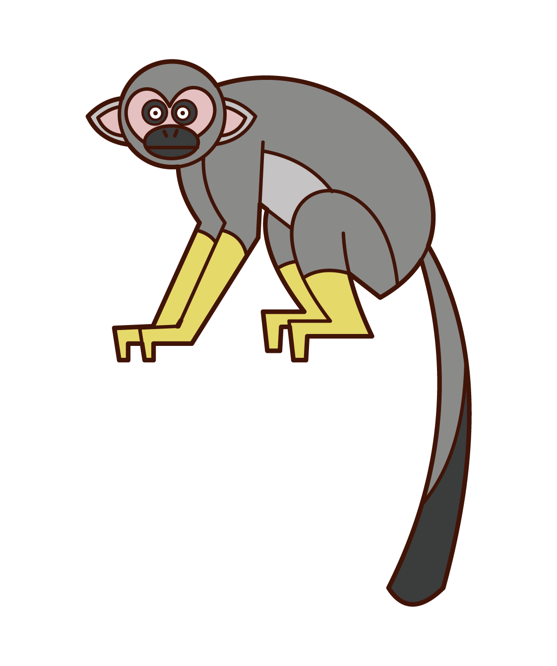 Common Squirrel Monkey Illustration