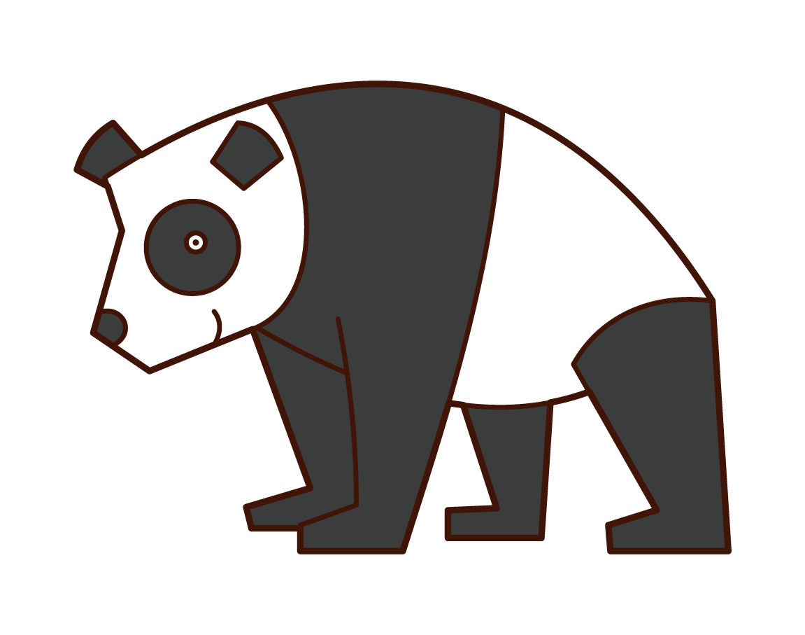 Panda Illustration