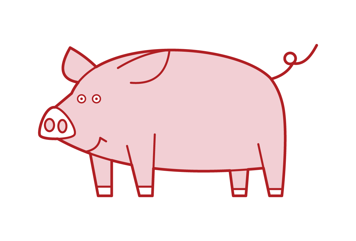 豬插圖