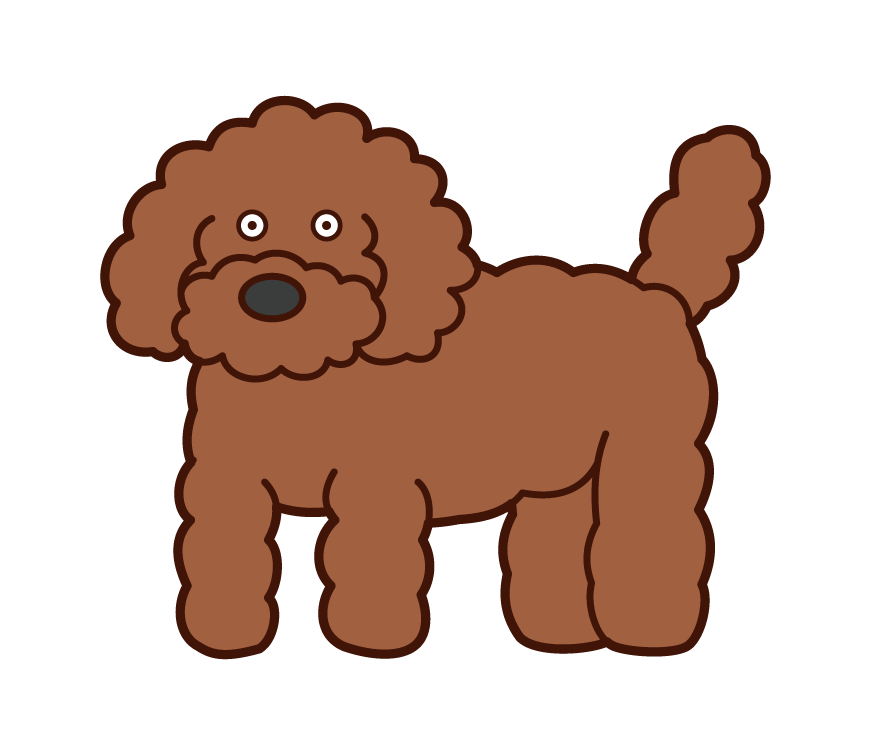 Toy Poodle Illustration