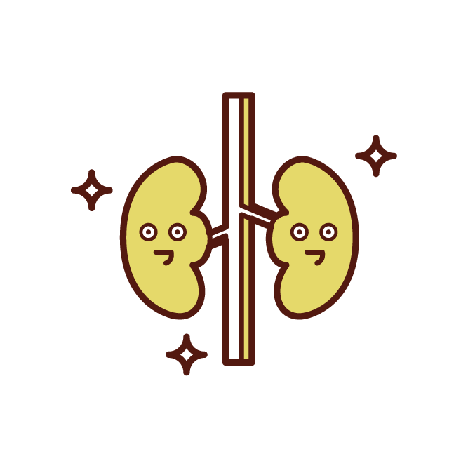 Healthy kidney illustration