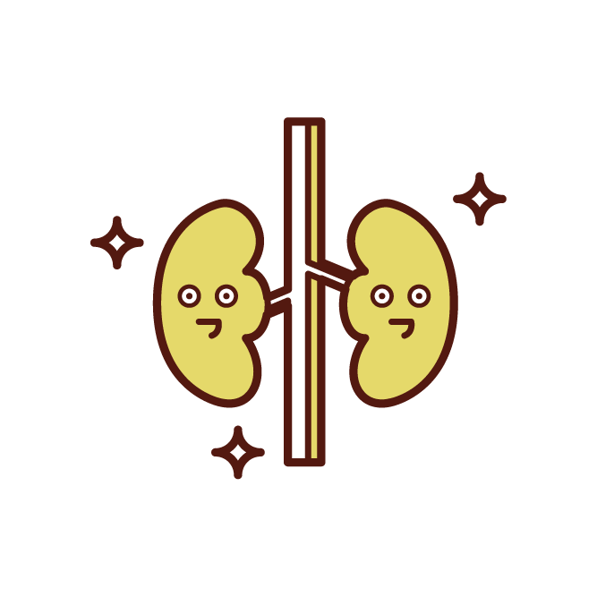健康な腎臓のイラスト