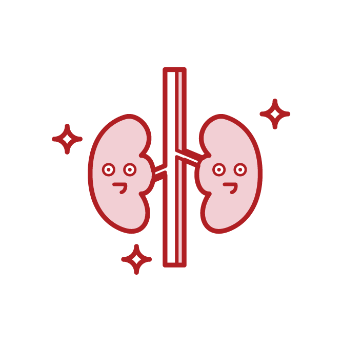 Healthy kidney illustration