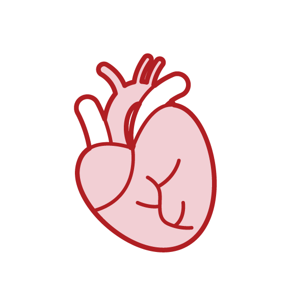 Heart Illustration