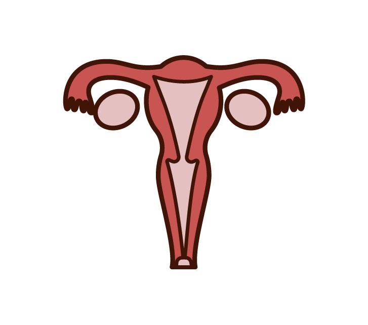 Illustration of the uterus